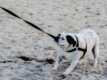 Que faire si votre chien refuse de marcher ? - img