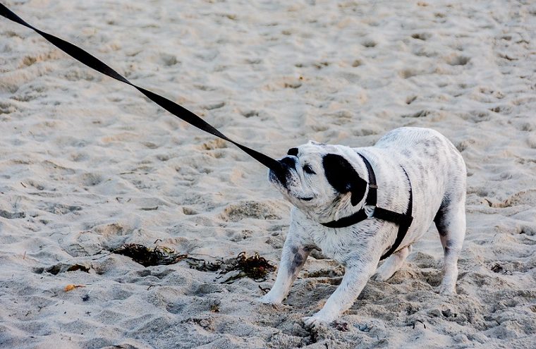 Que faire si votre chien refuse de marcher ? - img