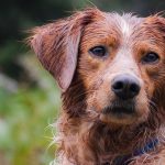 Comment améliorer le contrôle des impulsions de votre chien – 5 conseils