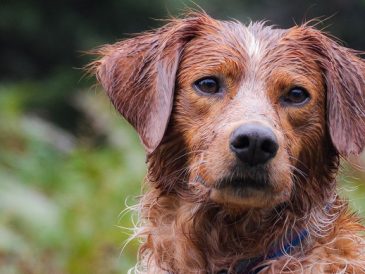 Que faire si votre chien s'enfuit ? - img