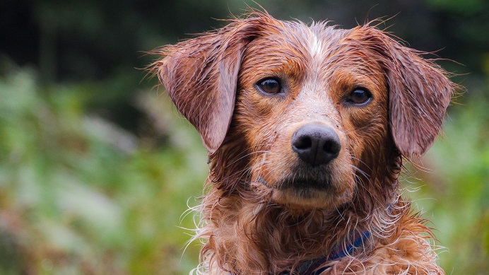 Que faire si votre chien s'enfuit ? - img