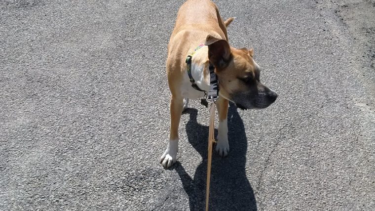 Que vous dit vraiment votre chien ? - img