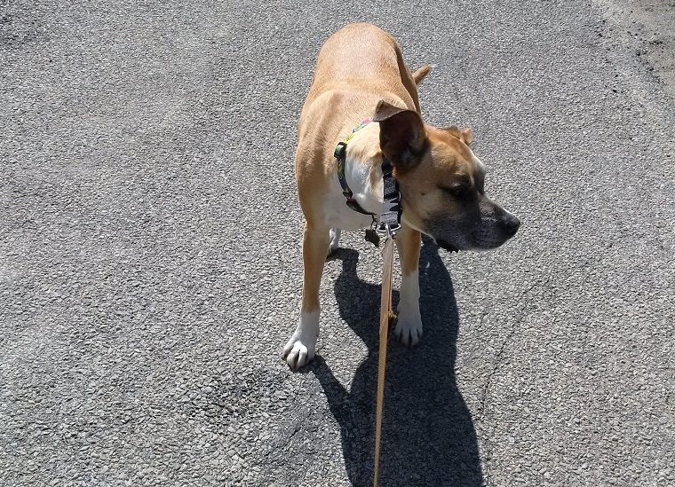 Que vous dit vraiment votre chien ? - img