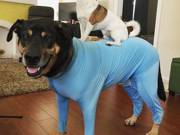 Shed Defender Reviews, Combinaison pour chien pour contrôler la perte de poils - img