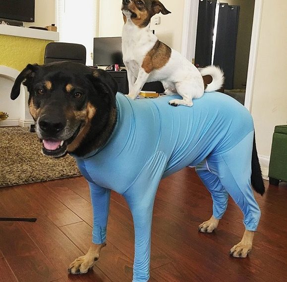 Shed Defender Reviews, Combinaison pour chien pour contrôler la perte de poils - img