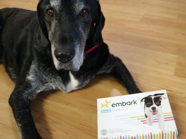 Test ADN Embark pour chiens - img