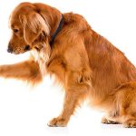 Idées d&rsquo;exercices pour chiens hypermétropes (pour enfin le fatiguer !)