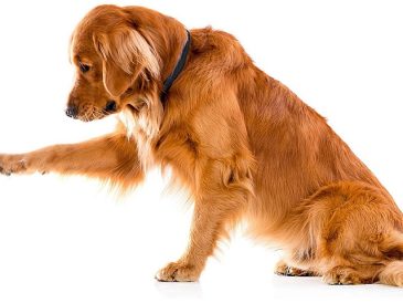 Test de la sonnette pour chien Mighty Paw - Outil de communication sur la propreté pour votre chien - img