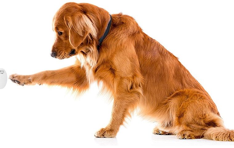 Test de la sonnette pour chien Mighty Paw - Outil de communication sur la propreté pour votre chien - img