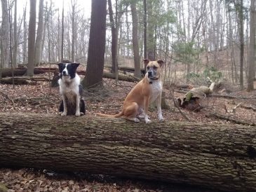 Trouver la zone de confort de votre chien (et la vôtre) pour la randonnée sans laisse - img