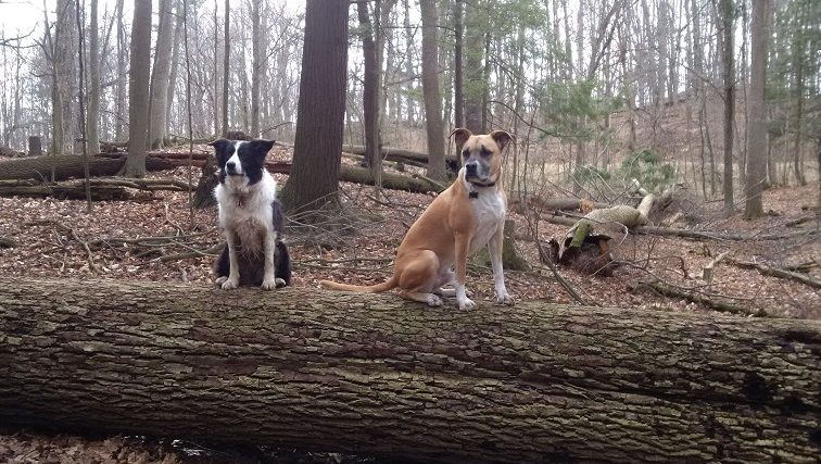 Trouver la zone de confort de votre chien (et la vôtre) pour la randonnée sans laisse - img