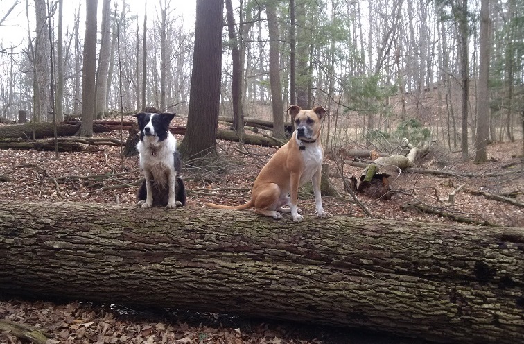 Trouver la zone de confort de votre chien (et la vôtre) pour la randonnée sans laisse - img