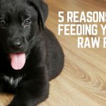 Comment faire du brossage des dents de votre chien une habitude ?