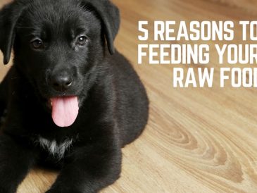 5 raisons d'essayer de nourrir votre chien avec des aliments crus 1