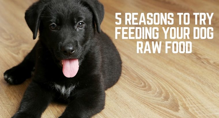 5 raisons d'essayer de nourrir votre chien avec des aliments crus 1