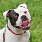 Collier réfléchissant imperméable pour chien de dogIDs : avis et cadeau