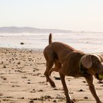 Spotless Paw – Gant de nettoyage pour les pattes de chien