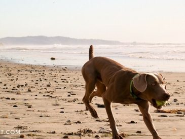 Comment apprendre à votre chien à venir quand on l'appelle - img