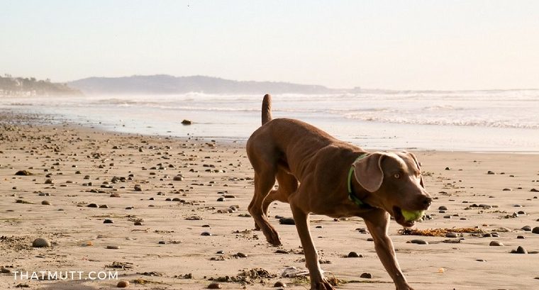 Comment apprendre à votre chien à venir quand on l'appelle - img