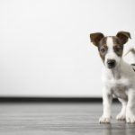 5 raisons d&rsquo;essayer de nourrir votre chien avec des aliments crus