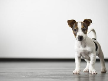 Comment faire du brossage des dents de votre chien une habitude ? - img