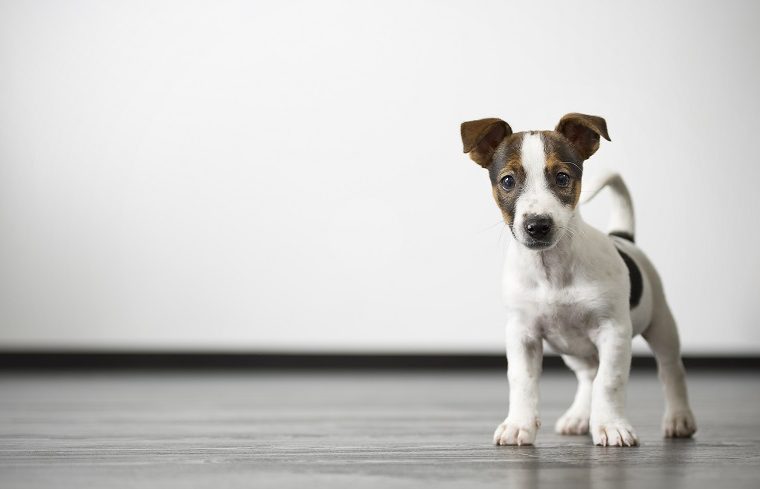 Comment faire du brossage des dents de votre chien une habitude ? - img