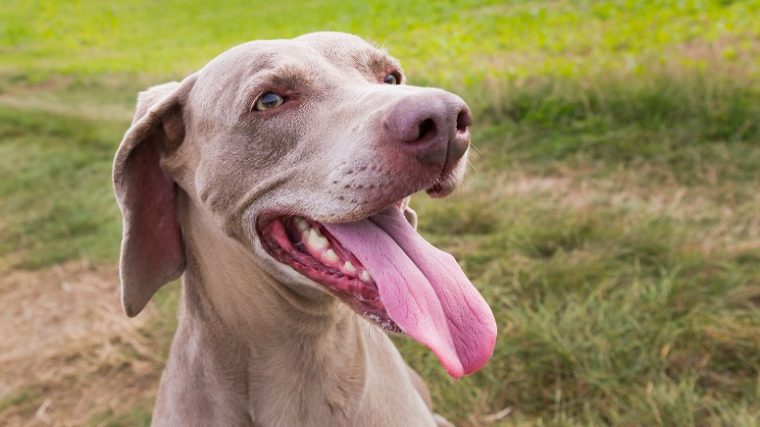 Comment faire en sorte que votre chien se comporte sans laisse ? - img