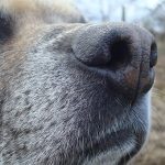 Mighty Paw Traffic Leash : avis et code de réduction