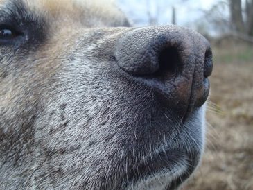 Comment jouer à "Trouvez-le" avec votre chien - img