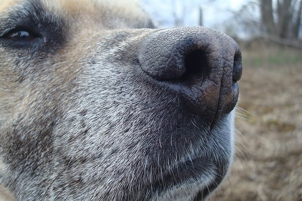 Comment jouer à "Trouvez-le" avec votre chien - img