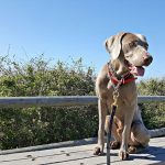 Une journée typique de garde d&rsquo;animaux (racontée par notre Pet Sitter !)