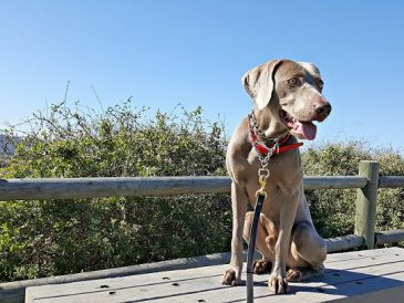 Conseils courants sur le dressage des chiens que je suis heureux d'avoir ignorés - img