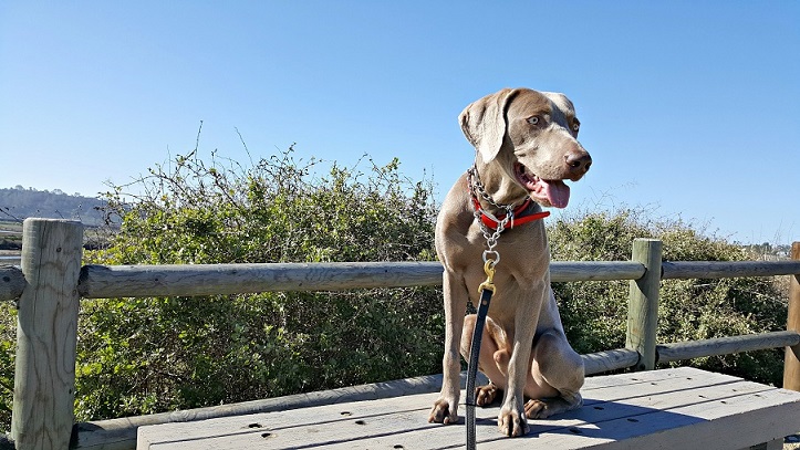 Conseils courants sur le dressage des chiens que je suis heureux d'avoir ignorés - img