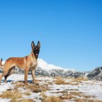 Gagnez une clôture électronique sans fil gratuite pour chiens de Motorola