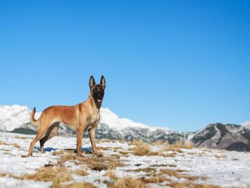 Conseils de sécurité pour la randonnée avec votre chien - img