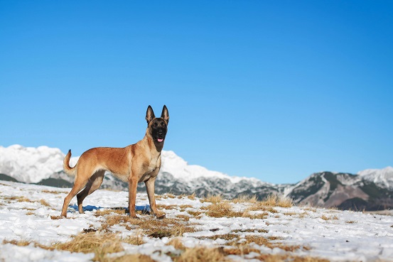 Conseils de sécurité pour la randonnée avec votre chien - img