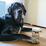 Quelle est la meilleure façon de prendre soin des dents de votre chien ?