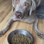 Pourquoi les chiens grignotent-ils ?