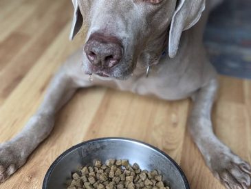 La nourriture sans céréales est-elle mauvaise pour les chiens ? - img