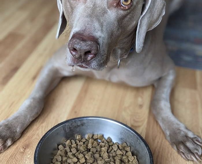 La nourriture sans céréales est-elle mauvaise pour les chiens ? - img