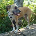 Comment motiver un chien à faible énergie (osons dire paresseux ?)