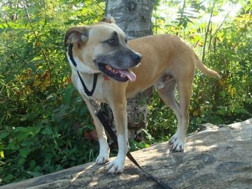 Les résolutions du Nouvel An pour votre chien - img
