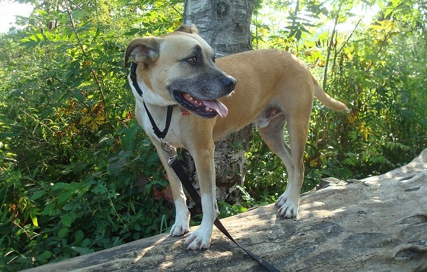 Les résolutions du Nouvel An pour votre chien - img