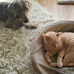 Collier pour chien Kooloop : avis et cadeau
