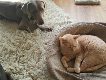 Les Weimaraners sont-ils bons avec les chats ? 1
