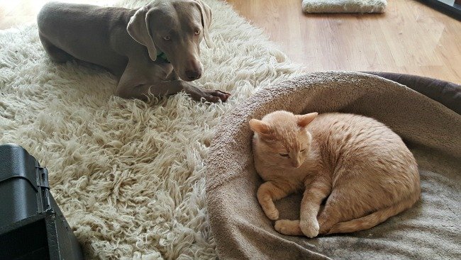 Les Weimaraners sont-ils bons avec les chats ? 1