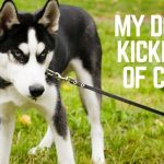 Mighty Paw Martingale Dog Collar Review
