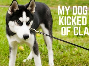 Mon chien a été expulsé de la classe parce qu'il était un imbécile - img