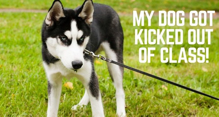 Mon chien a été expulsé de la classe parce qu'il était un imbécile - img