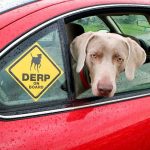 Mighty Paw Martingale Dog Collar Review
